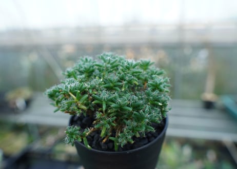 トリコディアデマ ステラツム　Trichodiadema stellatum  No.1