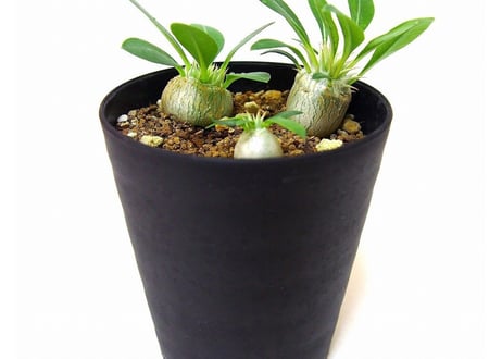 Pachypodium eburneum　パキポディウム　エブレネウム　実生苗３株set