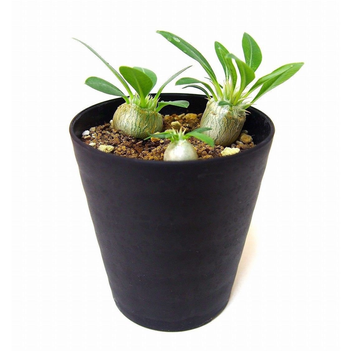 パキポディウムエブレネウム実生株　現品鉢ごと発送 Pachypodium eburneum パキポディウム エブレネウム 実生苗3株set |