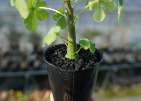 アデニア　グラウカ　Adenia glauca  No.2