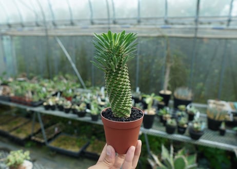 ユーフォルビア　ソテツキリン "パイナップルコーン"　Euphorbia sotetsukirin  No.1