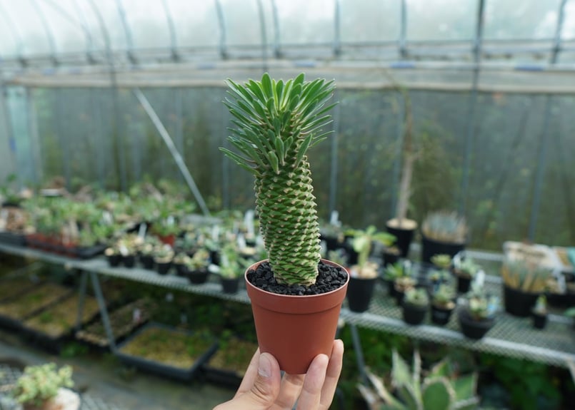 ユーフォルビア ソテツキリン 