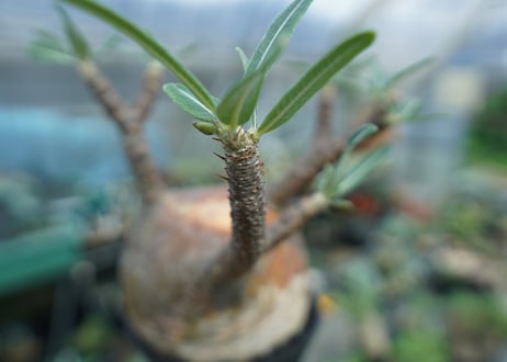 パキポディウム　グラキリス　 Pachypodium Gracilius  No.3
