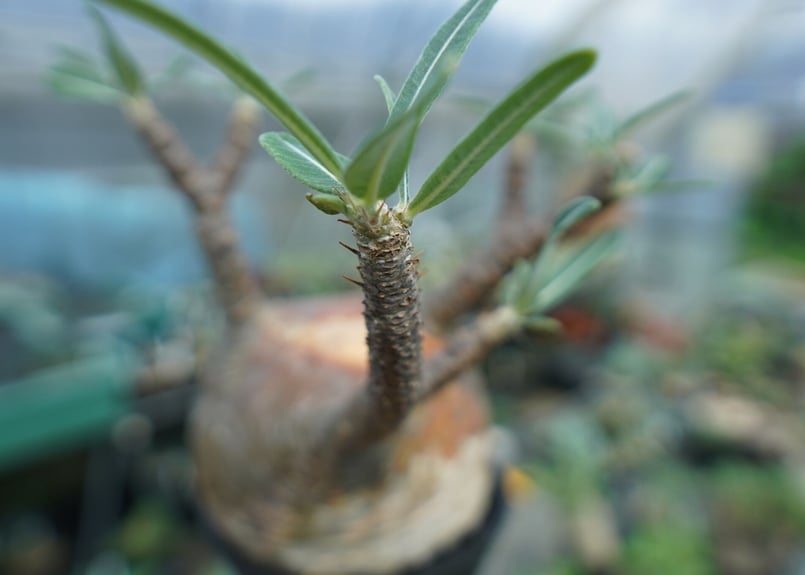 パキポディウム グラキリス Pachypodium gracilius ③ Pachypodium gracilius(パキポディウム グラキリス)× QUTOTEN