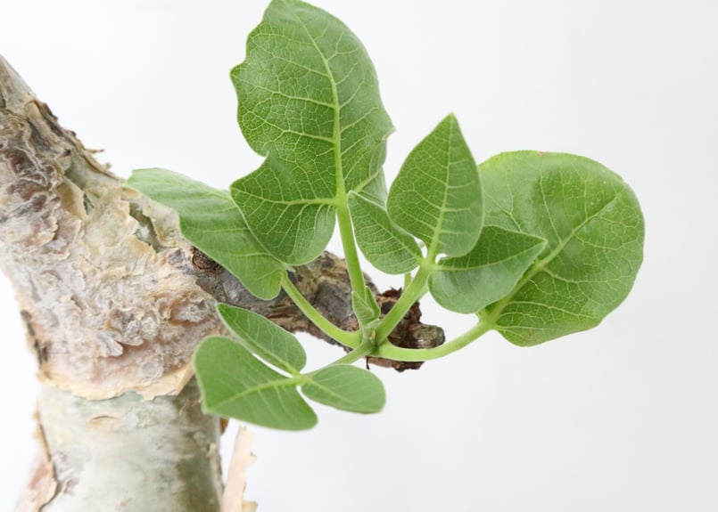 コミフォラ グイドッティ | mana's farm:塊根植物・アガベ