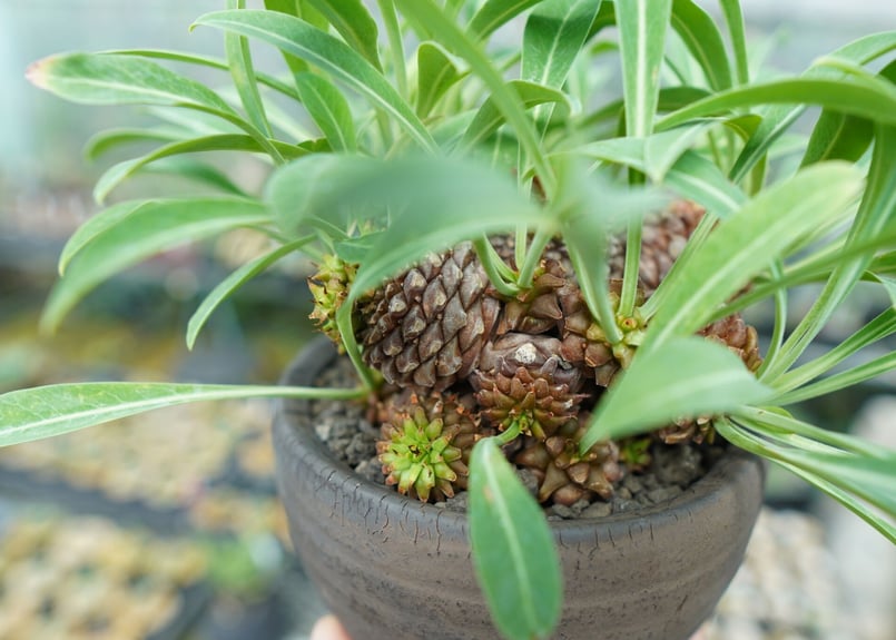 ユーフォルビア 鉄甲丸 Euphorbia bupleurifolia | mana's f