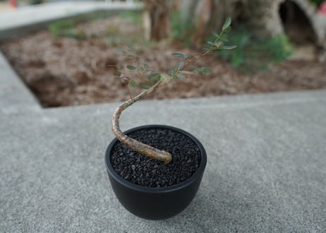 【沖縄実生株】デロニクス　デカリー Delonix decaryi No.1