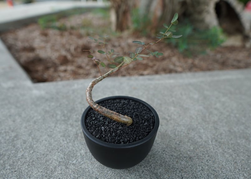 【現品】デロニクス・デカリー　Delonix decaryi　10号　４T番 現品】デロニクス・デカリー Delonix decaryi 10号 4T番 - メルカリ