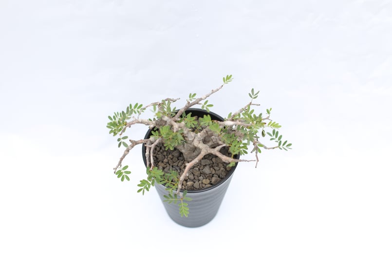 センナ メリディオナリス | mana's green:塊根植物販売|マナズ センナ メリディオナリス | mana's green:塊根植物販売|マナズ