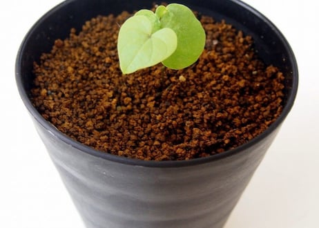 亀甲竜 ディオスコレア エレファンティペス  dioscorea elephantipes 　実生苗