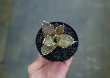 アガベ　チタノタ　鬼爪雪峰  Agave titanota “Onitsume Yukimine” 子株　No.2