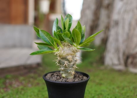 パキポディウム　恵比寿笑い接木　Pachypodium brevicaule