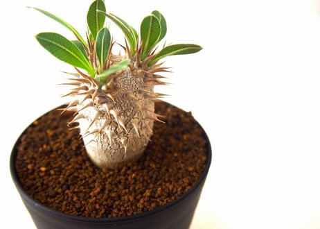 パキポディウム ロスラーツム　 Pachypodium rosulatum no.2