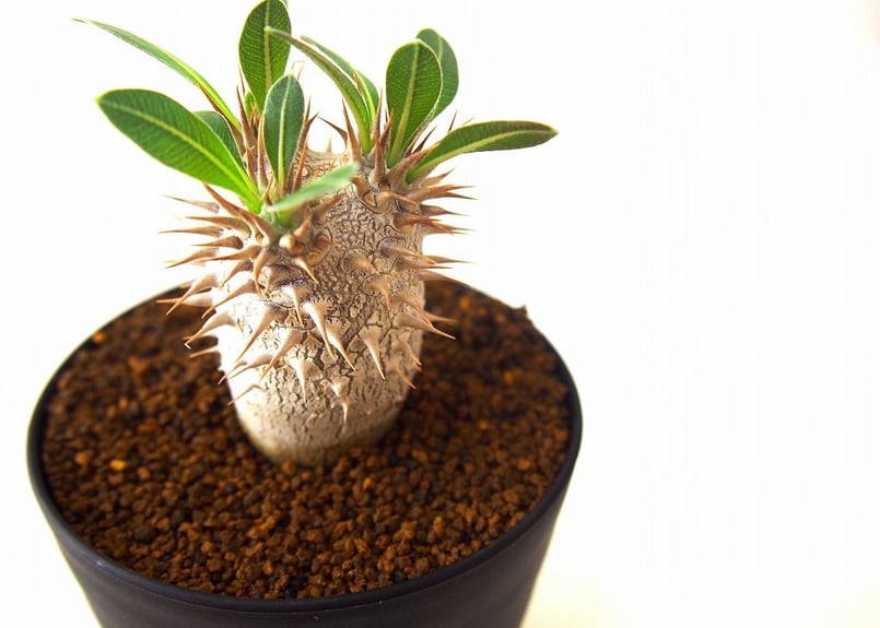 パキポディウム ロスラーツム Pachypodium rosulatum no.2 | ma