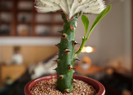 ユーフォルビア  ラクテア  マハラジャ  Euphorbia lactea  f.cristata