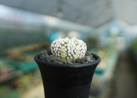 アストロフィツム　スーパー兜 Astrophytum asterias 'Super Kabuto'