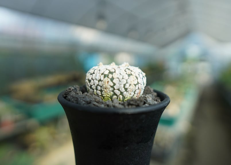 アストロフィツム スーパー兜 Astrophytum asterias 'Super Kabu