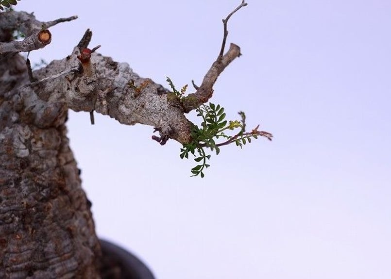 オペルクリカア　デカリー　大株　約130cm オペルクリカア デカリー 大株 約130cm