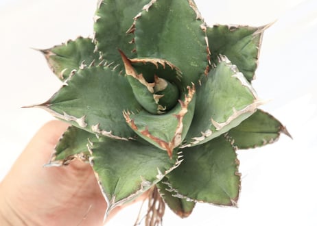 Agave titanota FO-76 compacta dwarf  no.5
