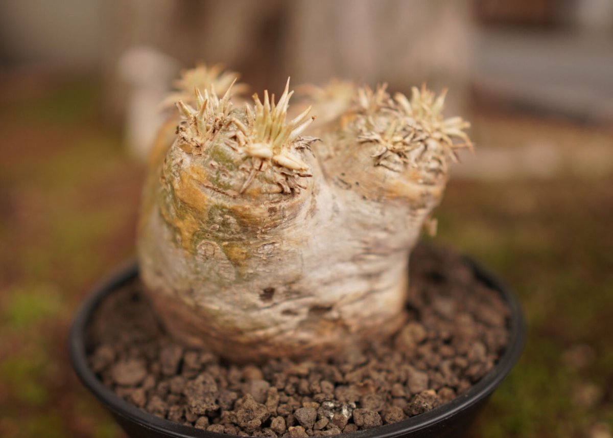 パキポディウム エブレネウム Pachypodium eburneum | mana's fa