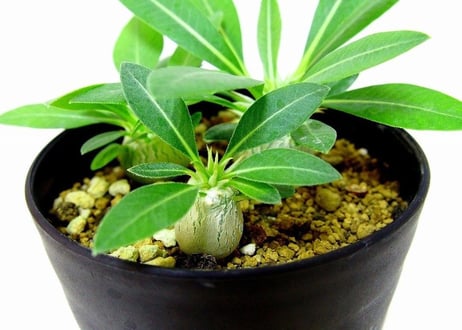 Pachypodium eburneum　パキポディウム　エブレネウム　実生苗３株セット