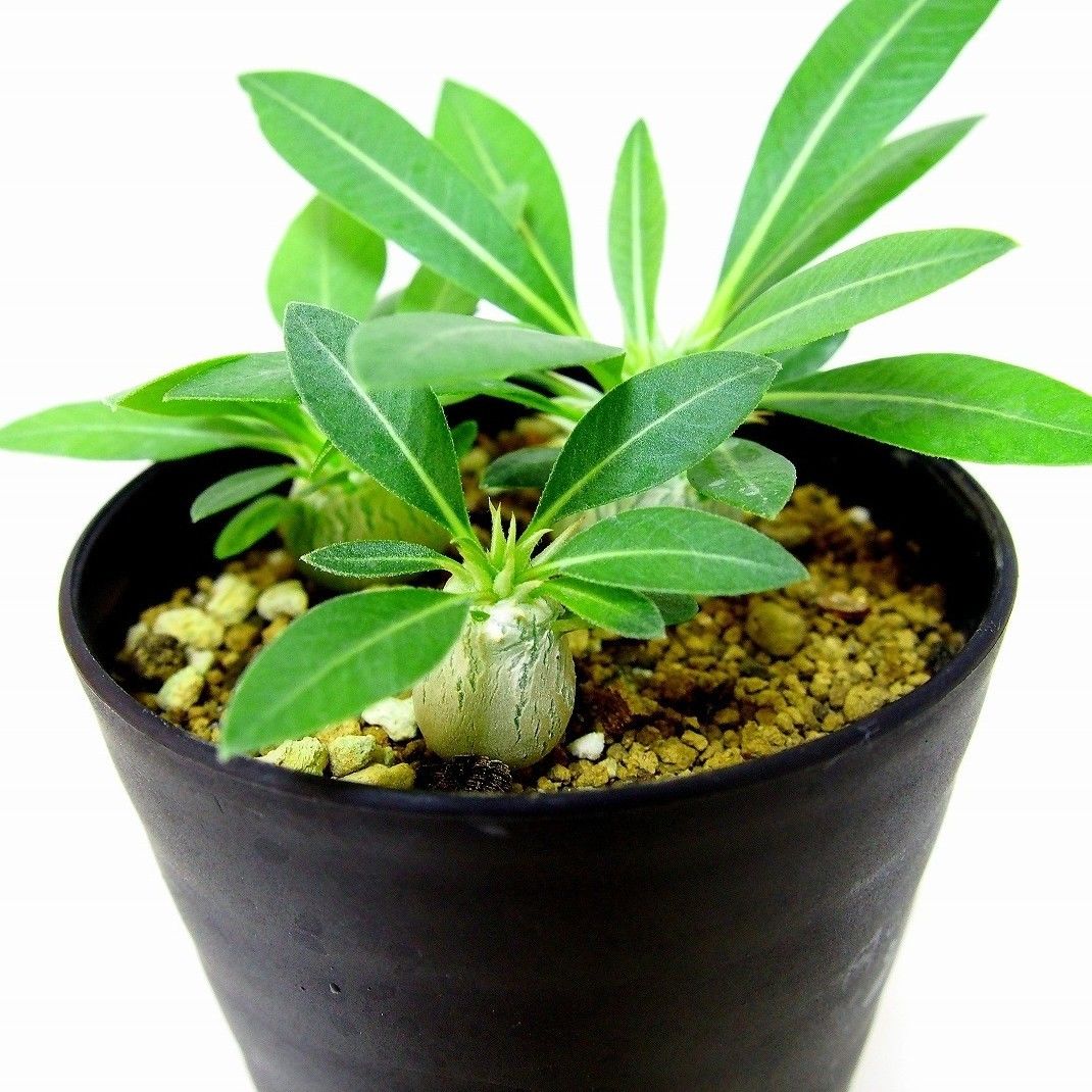 Pachypodium eburneum パキポディウム エブレネウム 実生苗3株セット
