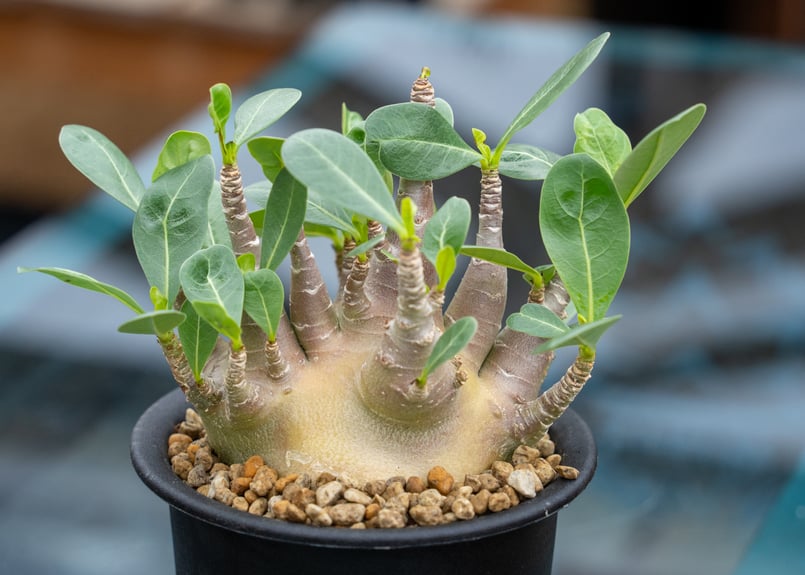 アデニウム アラビカムモンスター 現品 ポットごと発送 アデニウム アラビカムモンスター 現品 ポットごと発送