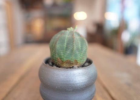 ユーフォルビア　オベサ　Euphorbia obesa