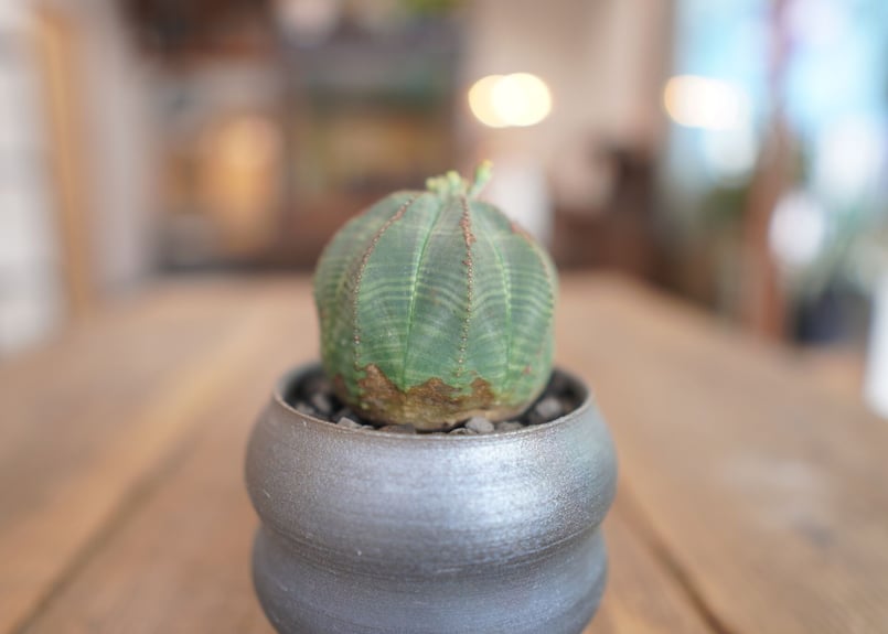 ユーフォルビア オベサ Euphorbia obesa | mana's farm:塊根植物・
