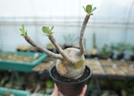 パキポディウム　グラキリス　 Pachypodium Gracilius  No.3