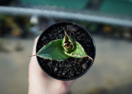 アガベ　チタノタ　白鯨　Agave titanota White whale  A20
