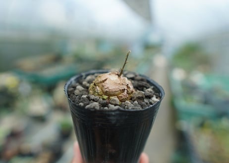 亀甲竜　Dioscorea elephantipes　No.1