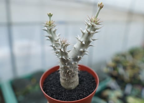 パキポディウム　デンシフローラム　Pachypodium densiflorum　No.8