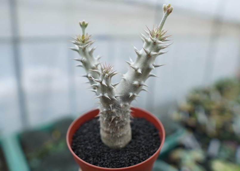 パキポディウム デンシフローラム Pachypodium densiflorum No.8 |