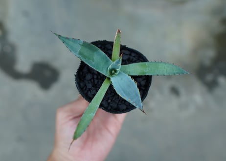 アガベ　屈原の舞扇 Agave 'Kutsugen no Maiougi'   No.2