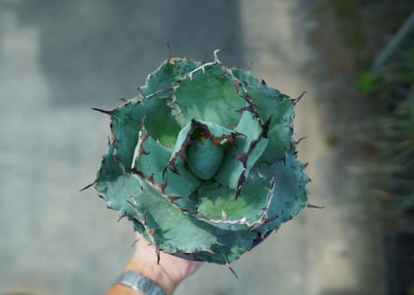 アガベ　チタノタ　 ブラックアンドブルー 　Agave titanota black and blue　No.6
