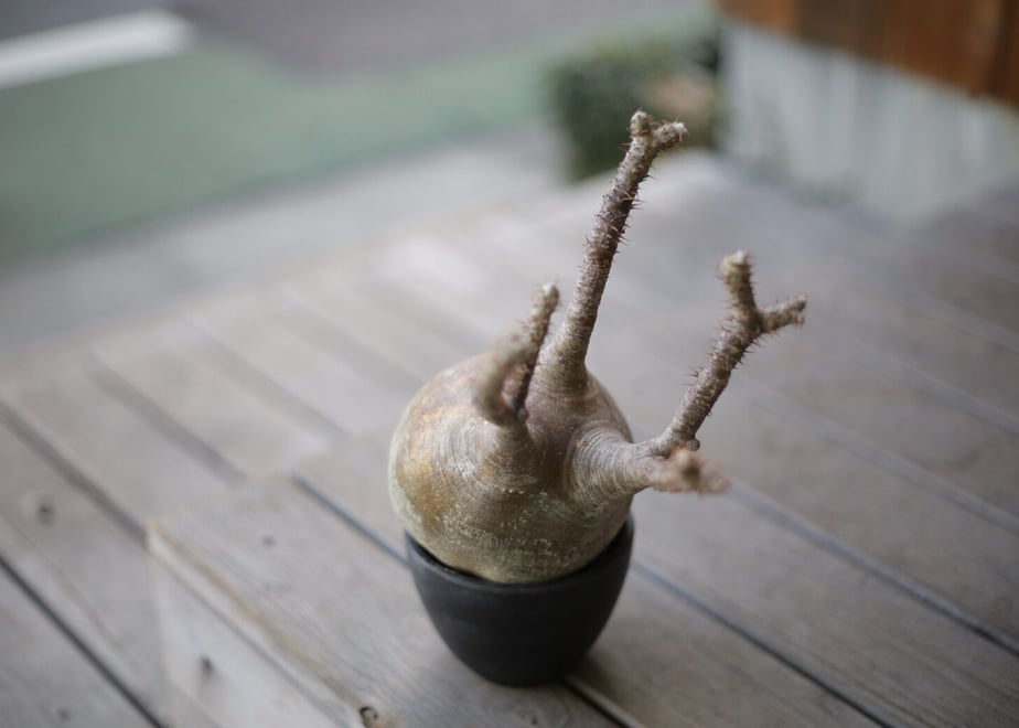 602627d16e84d52ca2c55957