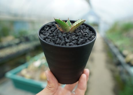 アガベ　チタノタ　萬代厳竜　Agave lophantha×titanota　No.2