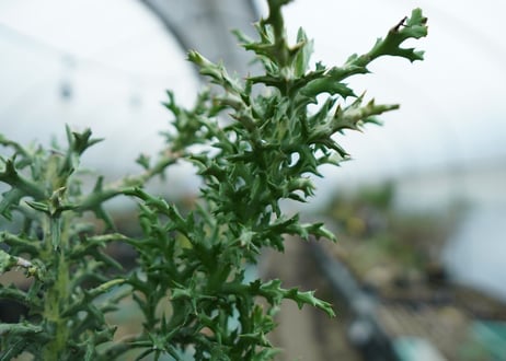 ユーフォルビア　ステノクラーダ錦　Euphorbia Stenoclada