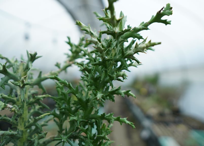 ユーフォルビア ステノクラーダ 大株 引き取り限定 ユーフォルビア