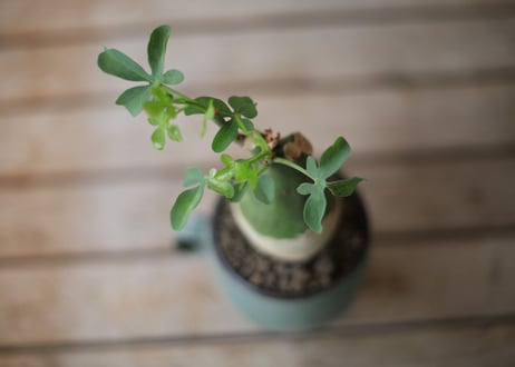 アデニア　グラウカ　Adenia glauca