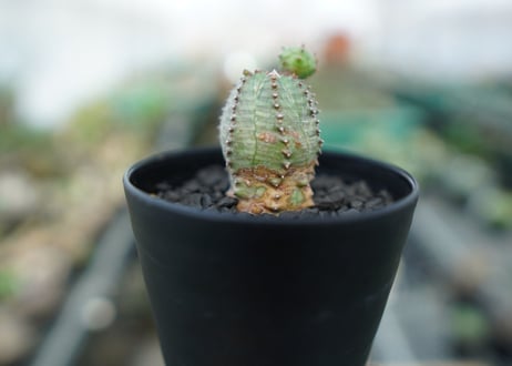 ユーフォルビア　オベサブロー　Euphorbia ObesaBlow