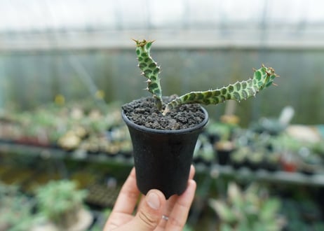 ユーフォルビア　ペルシステンス　Euphorbia persistens