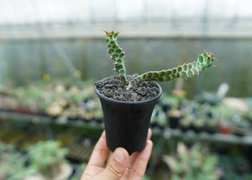 ユーフォルビア　ペルシステンス　　鉢ごと発送 ユーフォルビア ペルシステンス Euphorbia persistens | mana's f