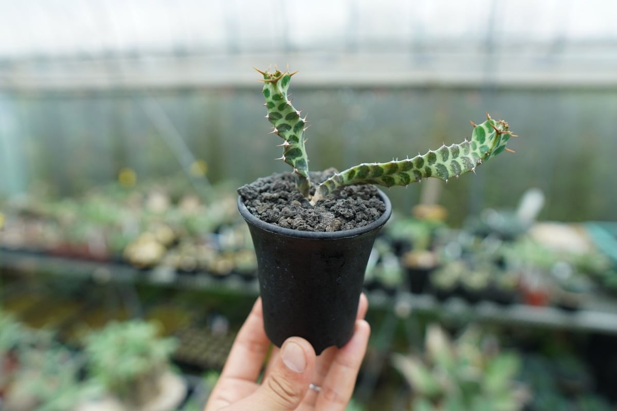 ユーフォルビア　ペルシステンス　2株 ユーフォルビア ペルシステンス 2株