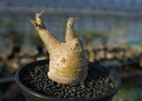 パキポディウム マカイエンセ　Pachypodium makayense　No.6