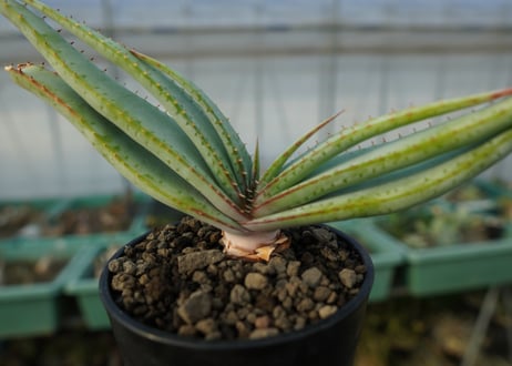 アロエ　スプラフォリアータ　Aloe suprafoliata
