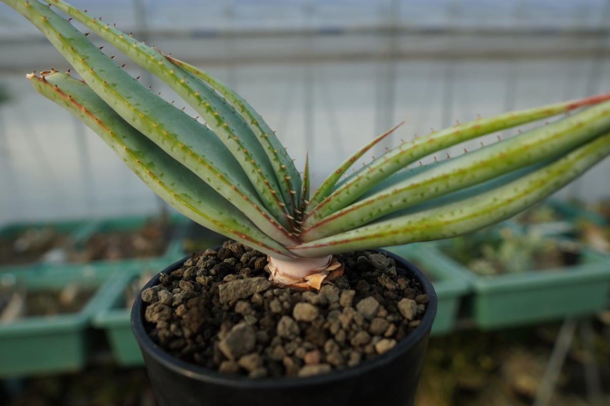アロエ スプラフォリアータ Aloe suprafoliata | mana's farm:塊