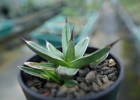 アガベ　ニッケルシー 　Agave nickelsiae