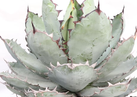 Agave titanota Black &Blue